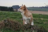 CORGI PEMBROKE 1392